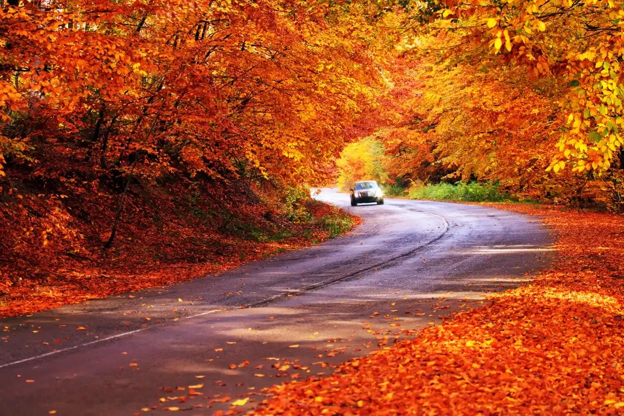 Section background image