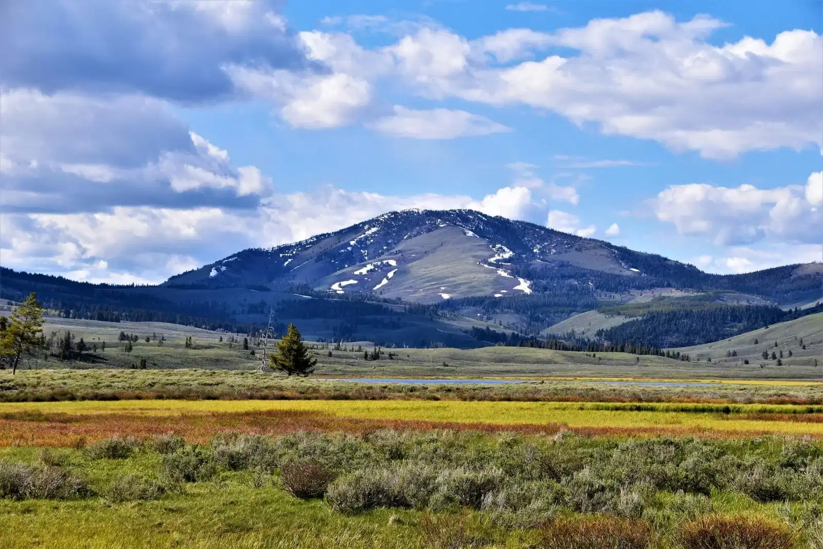 Section background image